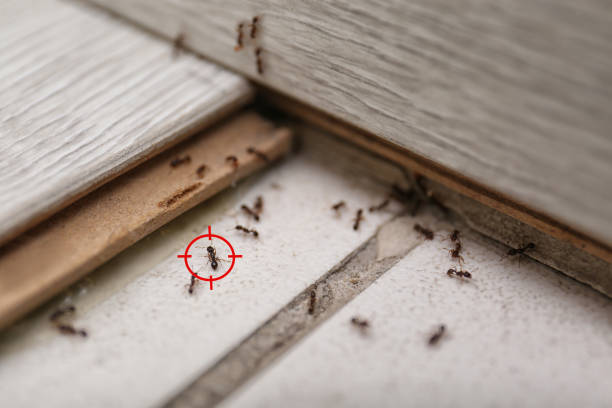 Best Residential Pest Control  in Marshfield, WI