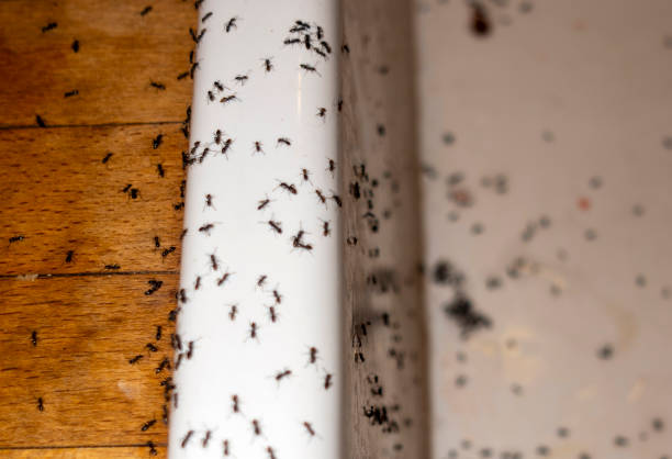 Best Local Pest Control Services  in Marshfield, WI