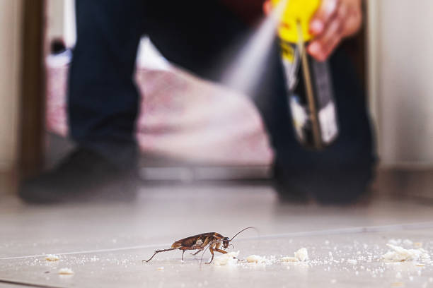 Best Best Pest Control Companies  in Marshfield, WI