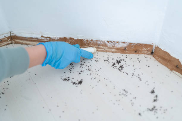Best Termite Control Services  in Marshfield, WI